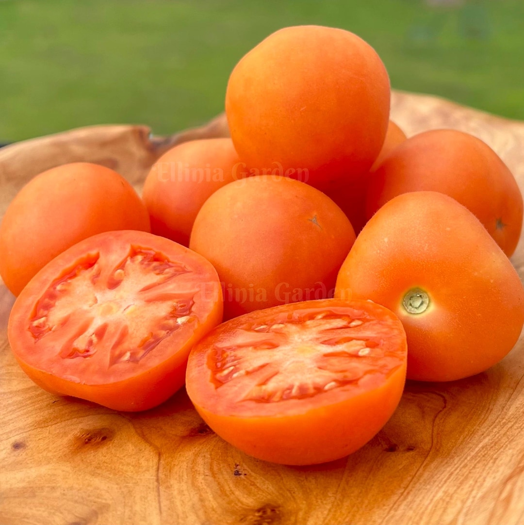 tomato._530さん8-16-7 Orange Cherry Tomato Seeds – Sow Right Seeds