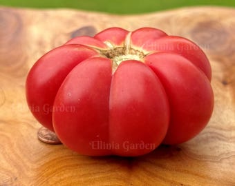 Semillas de tomate Rosa de Liano