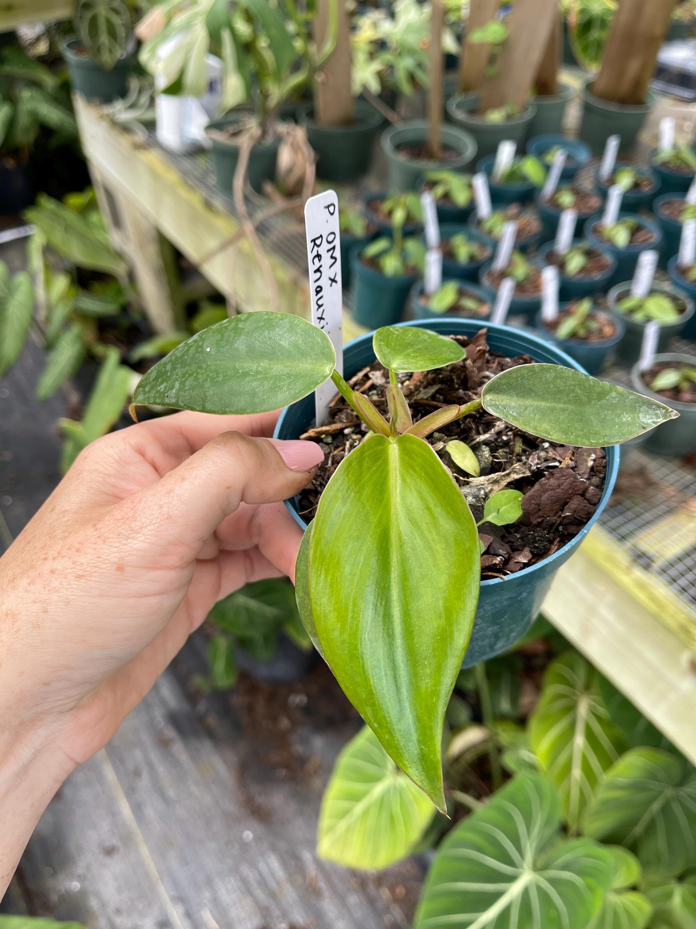 Philodendron Orange Marmalade X Renauxii | NEW PHILODENDRON HYBRID