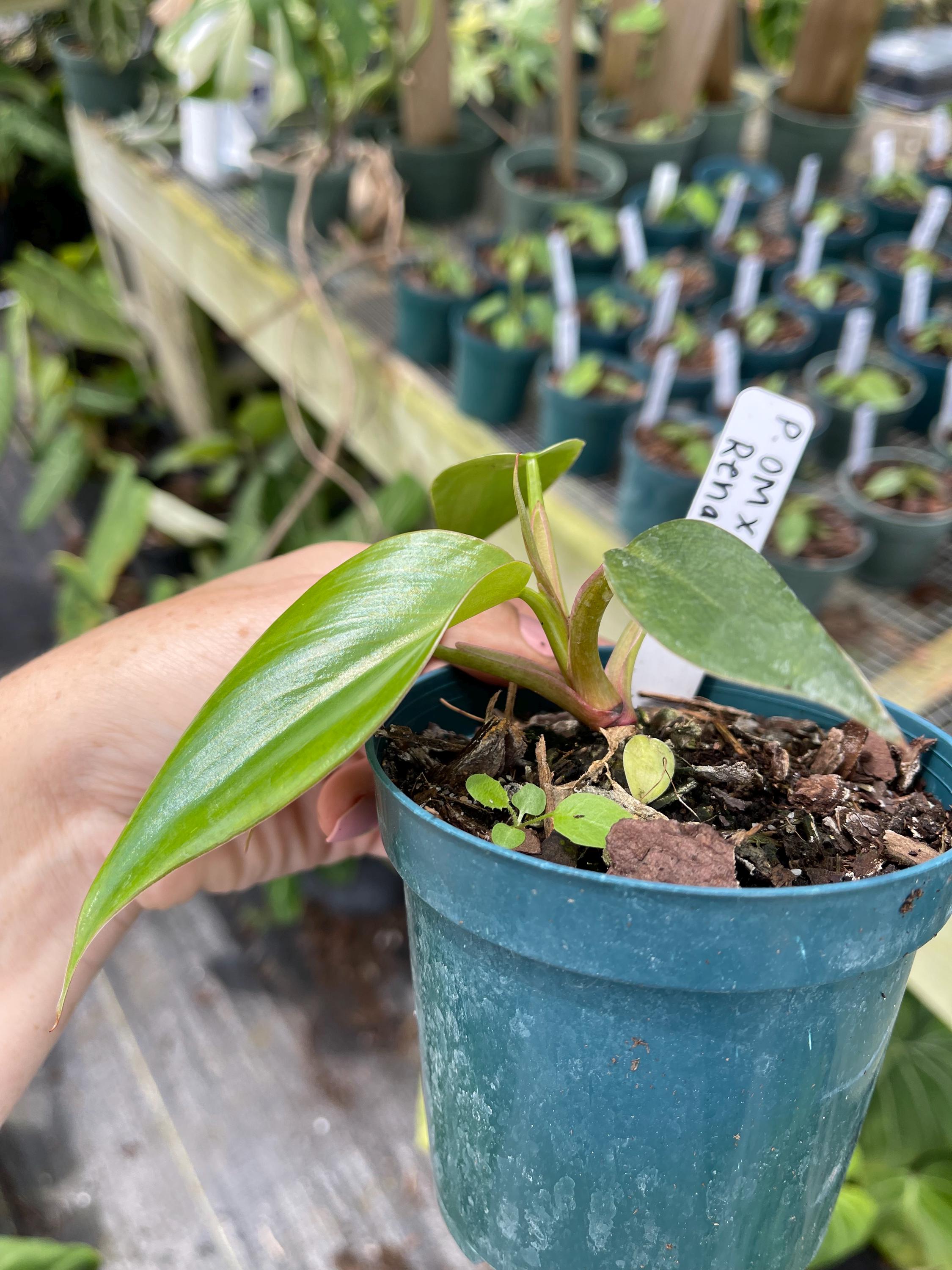 Philodendron Orange Marmalade X Renauxii | NEW PHILODENDRON HYBRID