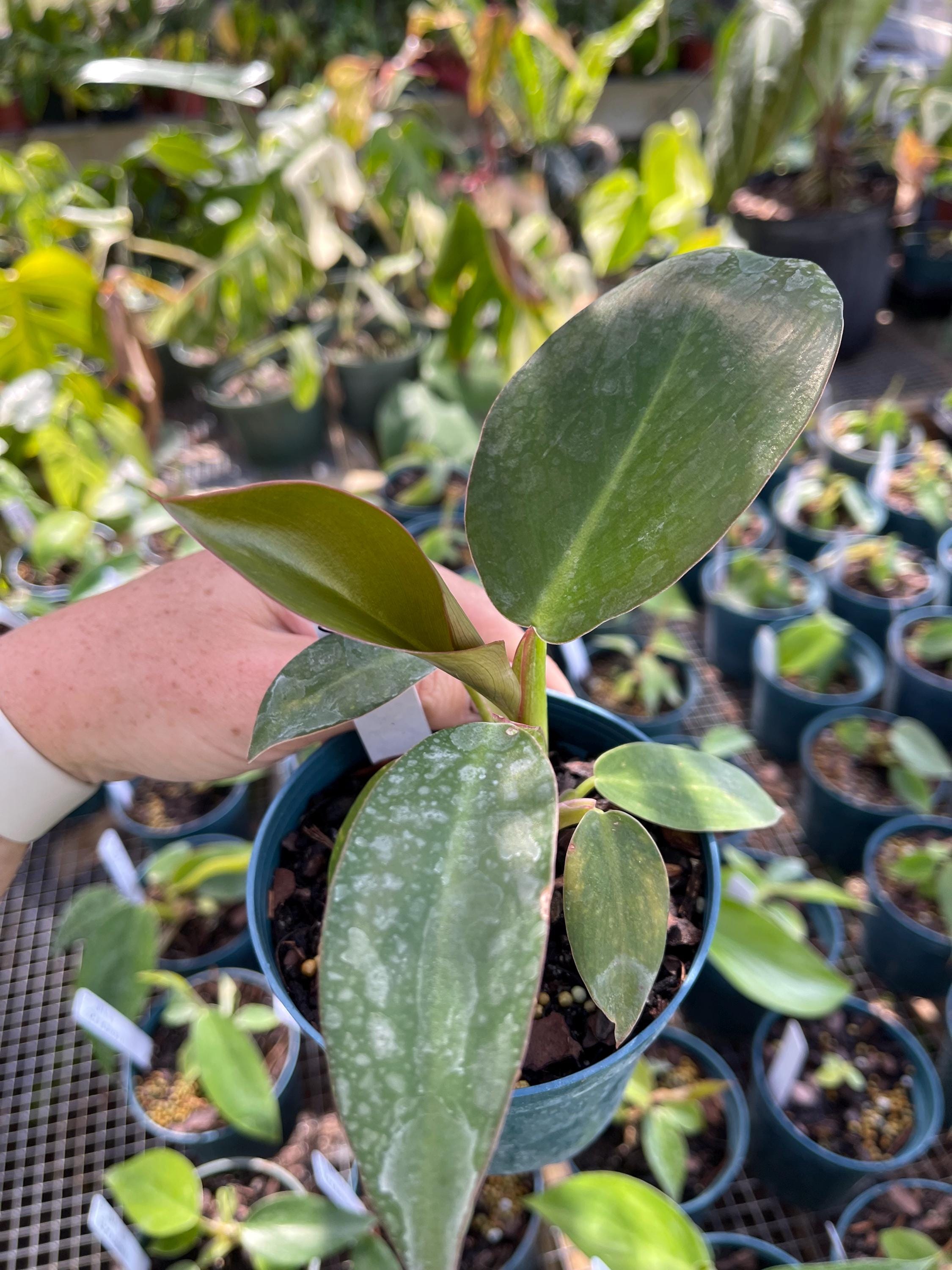 succulent heart shaped leaves Hoya Kerrii Green Heart  In Succulent Love