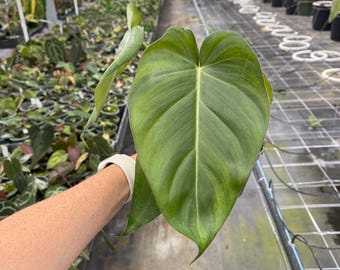 Philodendron Summer Glory (mccolleys Finale Hybrid X Gloriosum) Starter  Plant (ALL STARTER PLANTS Require You to Purchase 2 Plants!) - Etsy
