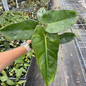 Philodendron Billietiae Hybrids - Etsy