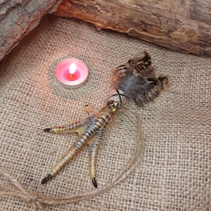 Real dried chicken foot talisman held in hand features painted claws and pheasant feathers. This voodoo fetish includes brass bells for spiritual cleansing and jute binding. Available in red or black styles for gothic curiosity cabinet or pagan altar.