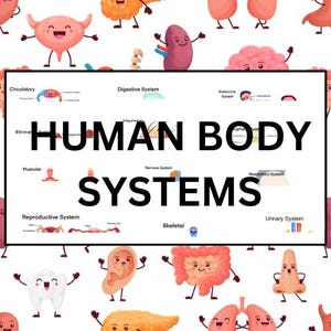 以下が含まれることがあります： 人間の体のシステムのイラストで、各システムを表す漫画のキャラクターが描かれています。システムには、循環器系、消化器系、内分泌系、排泄系、筋肉系、神経系、生殖器系、呼吸器系、骨格系、泌尿器系が含まれます。