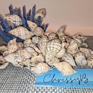 May include: A collection of seashells with a blue coral-like structure. The shells are beige with brown stripes. A blue card with the text "ChrissyB by the Sea" is in the foreground. The shells are arranged on a gray textured surface.
