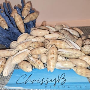 May include: A large pile of small, light brown seashells with a blue coral-like object in the background. The shells are arranged in a random pattern and some are stacked on top of each other. A blue card with the text "ChrissyB BY THE SEA" is in the foreground.