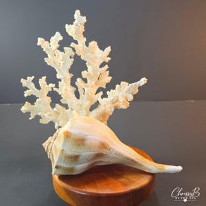 7" Florida Lightning Whelk Shell