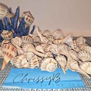 May include: A large pile of tan and brown seashells with a blue coral piece in the background. The shells are arranged in a pile with the points facing up. The text "Chrissy B by the Sea" is on a blue card in the foreground.