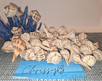 May include: A large pile of tan and brown seashells with a blue coral piece in the background. The shells are arranged in a pile with the points facing up. The text "Chrissy B by the Sea" is on a blue card in the foreground.