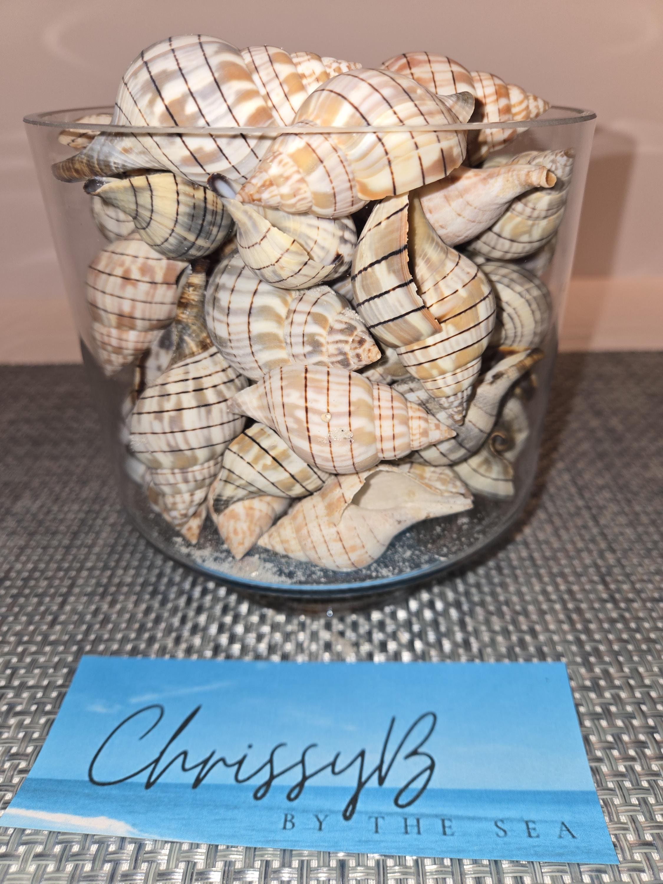 Tulia Sea Shell 30 Unique Banded Tulip Seashells – Handpicked From Florida’s Gulf Coast ...
