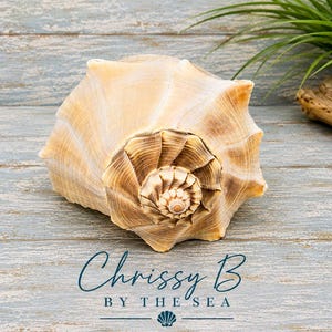 May include: A large, natural seashell with a spiraled, tan and cream-colored exterior featuring prominent ridges and a textured, coiled center. The text 'Chrissy B BY THE SEA' is printed in dark blue below the shell, accompanied by a small icon.