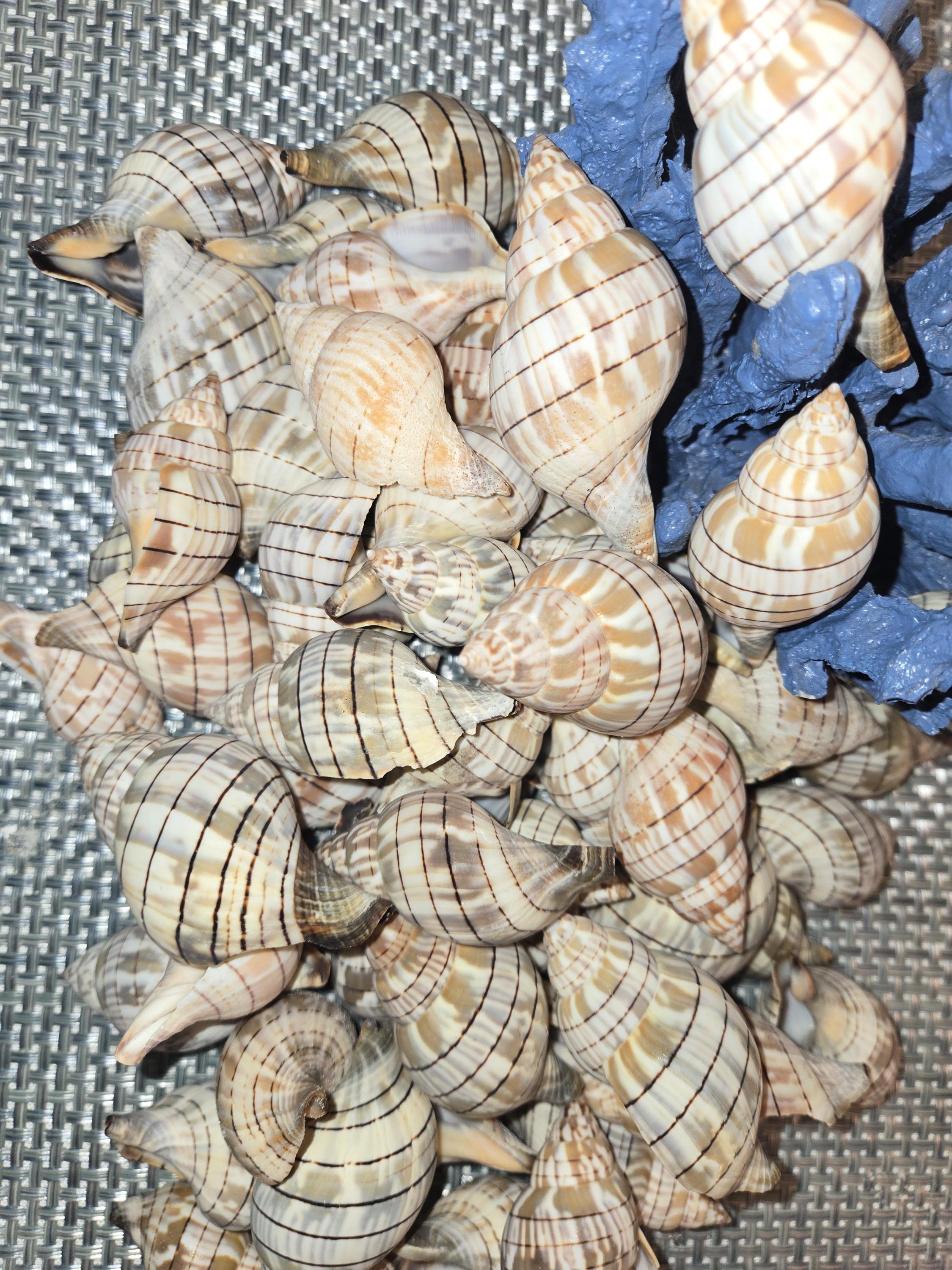 Tulia Sea Shell 30 Unique Banded Tulip Seashells – Handpicked From Florida’s Gulf Coast ...