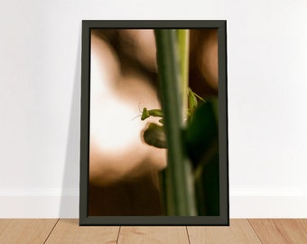 Peek-a-boo Mantis Wall art