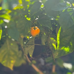 Peach Mutant X Pepper Seeds: Rare, Spicy, Homegrown