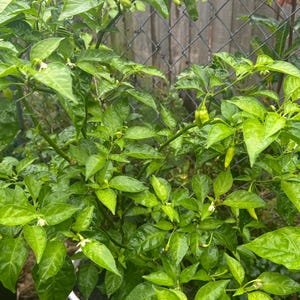 Organic Datil Pepper Seeds: Sweet & Spicy Flavor, Homegrown