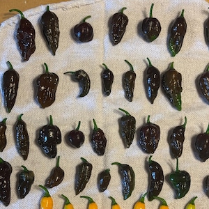 7 Pot Douglah Pepper Seeds – Extreme Heat, Rare Variety! Homegrown in Gulfport,Fl!