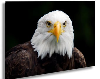Aquila calva americana, Isola di Catalina, California, Tramonto, Fotografia naturalistica, Uccello iconico, Decorazione per ufficio, Arte murale, Belle arti, Tela e metallo