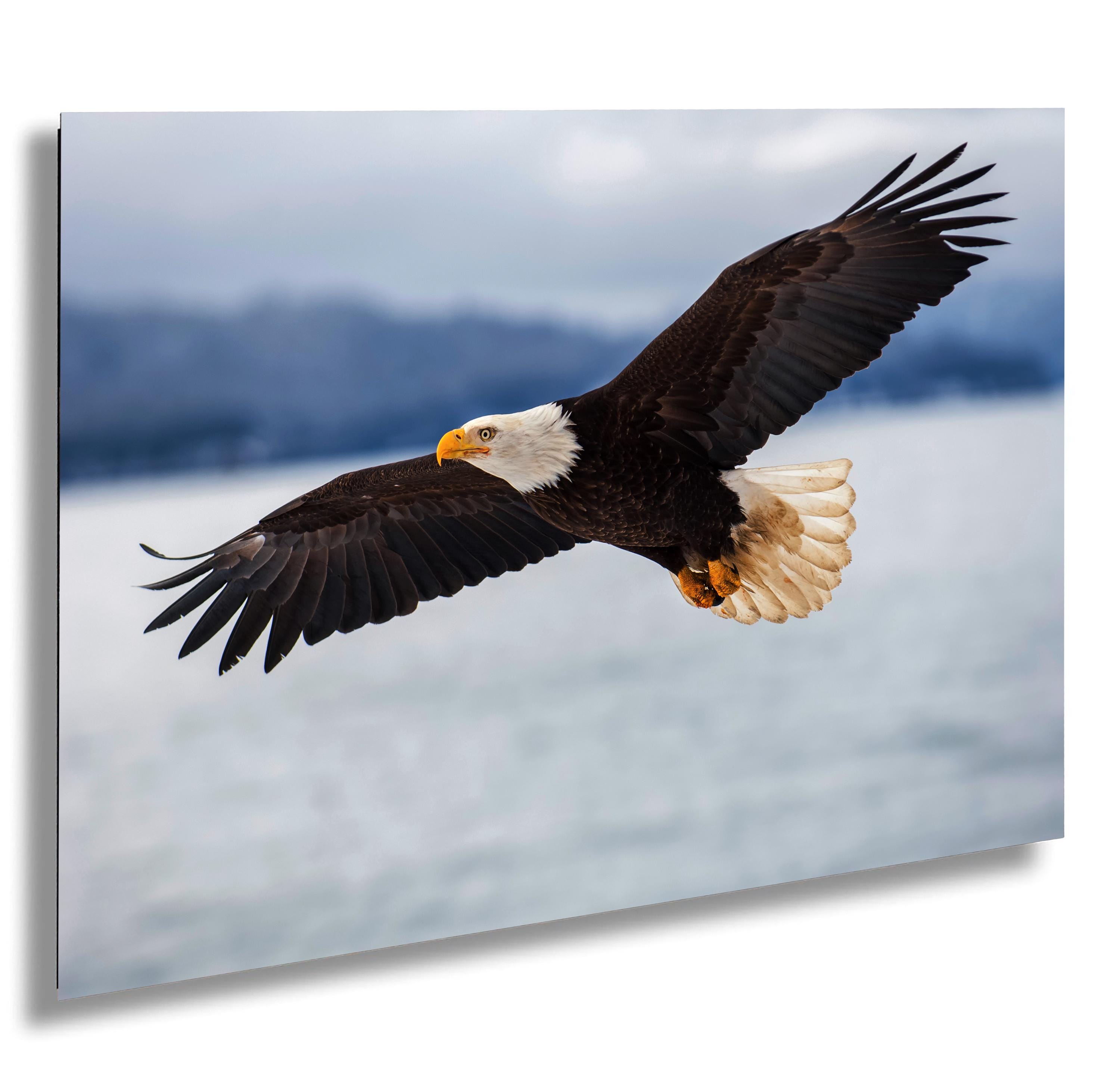 Aquila calva in volo: fotografia naturalistica dell'isola di Catalina, arte murale