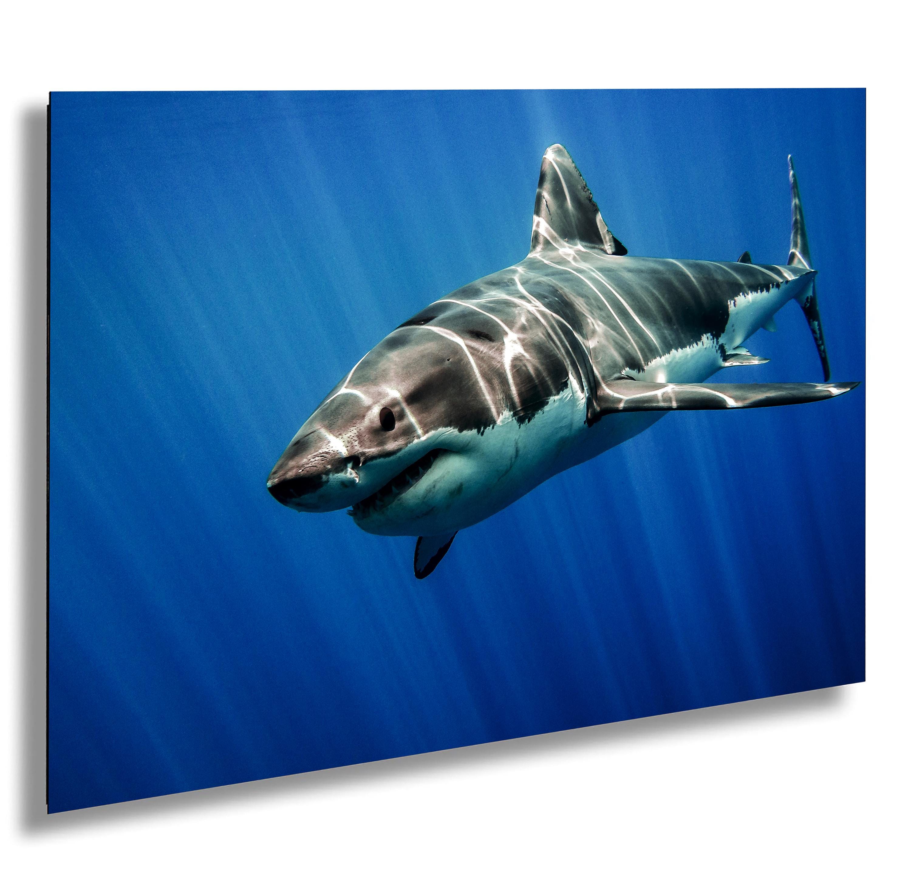 Great White Shark, Guadalupe Island, Mexico, Pacific Ocean, Photograph, Paper, Canvas, Acrylic, Metal, Aluminum, Wall Decor, Wall Art