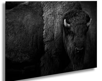 Catalina Island Bison Photography: arte murale in bianco e nero