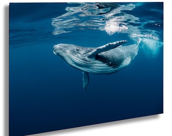 Humpback Whale Photograph: Oahu Hawaii Ocean Wall Art
