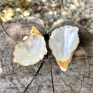 May include: Two white seashells with a gold rim, open and facing each other, on a weathered wooden surface.