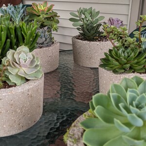 May include: Five concrete planters with a variety of succulents planted in them. The planters are a light gray color with a speckled finish. The succulents are green, pink, and purple.