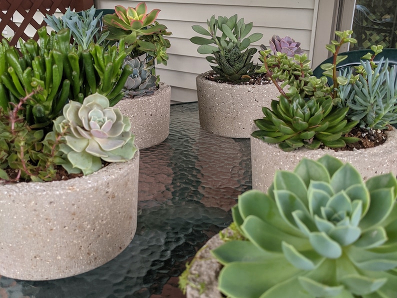 May include: Five concrete planters with a variety of succulents planted in them. The planters are a light gray color with a speckled finish. The succulents are green, pink, and purple.