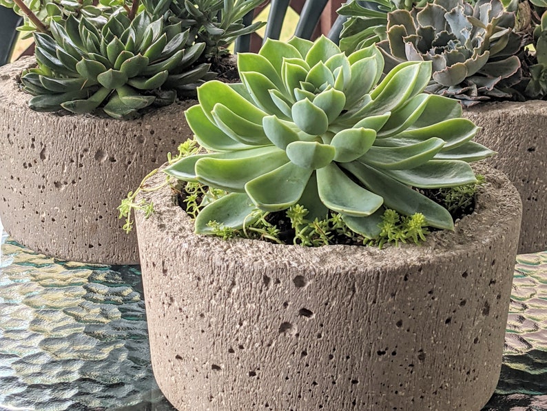 K&ouml;nnte beinhalten: Drei Sukkulenten in grauen Beton-T&ouml;pfen. Die Pflanzen sind gr&uuml;n und haben eine Rosettenform. Die T&ouml;pfe haben eine raue Textur.