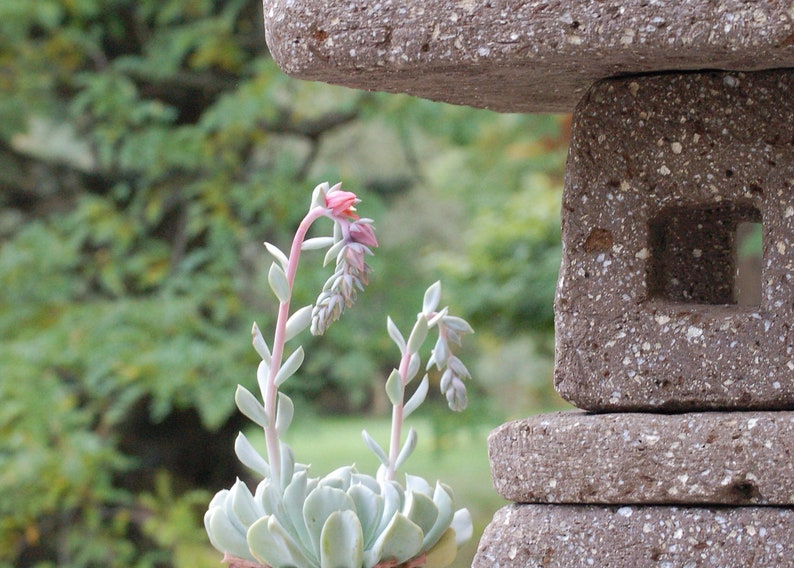 Farmbrook Designs Hypertufa Garden Lantern - Thumbnail 3