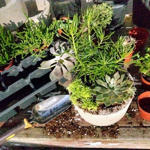 May include: A variety of succulents in different pots, including a large succulent planter with a mix of succulents and moss. A gardening trowel is also visible in the image.