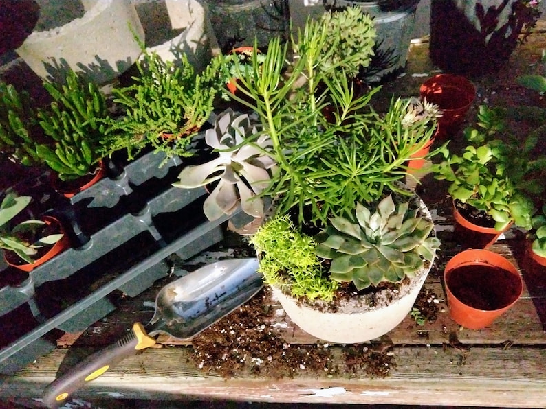 May include: A variety of succulents in different pots, including a large succulent planter with a mix of succulents and moss. A gardening trowel is also visible in the image.