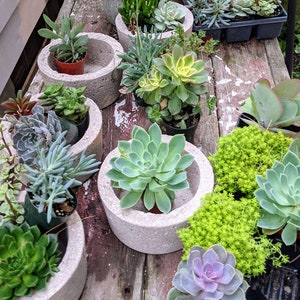 May include: A collection of succulents planted in various concrete pots. The succulents are in different shades of green and some have a reddish hue. The pots are all round and have a rough texture.