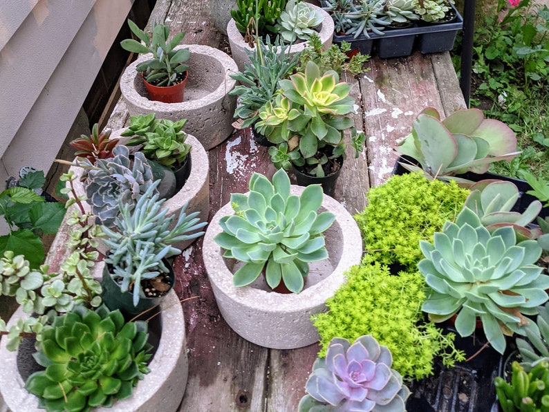 May include: A collection of succulents planted in various concrete pots. The succulents are in different shades of green and some have a reddish hue. The pots are all round and have a rough texture.