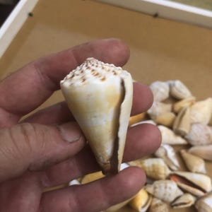May include: A cream-colored cone-shaped seashell with brown markings is held in a hand. The shell has a smooth, glossy surface and a pointed tip. Other seashells are scattered in the background, suggesting a beach or nautical theme.