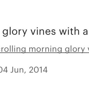 May include: Five star review for scrolling morning glory vines with 30mm heart shaped flowers. The review reads "Lovely morning glory vines with a romantic flare."  The review was written by Motojane on June 4, 2014.