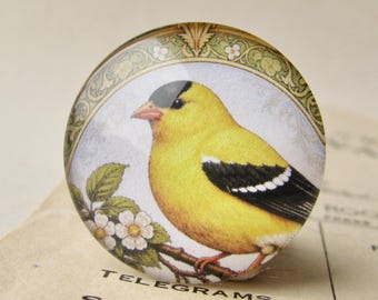 NEW! Goldfinch on a blossom branch, 25mm round glass cabochon, exclusive animal image, handmade in this shop, one inch, bottle cap size