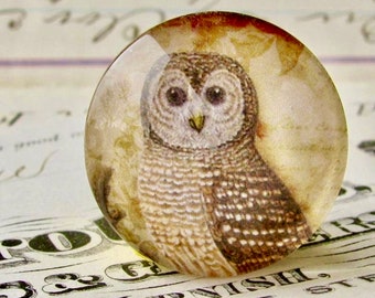 Woodland Owl, Tawny Owl, Barn Owl, 25mm round glass cabochon, brown, wisdom bird, handmade in this shop, Bird Illustration