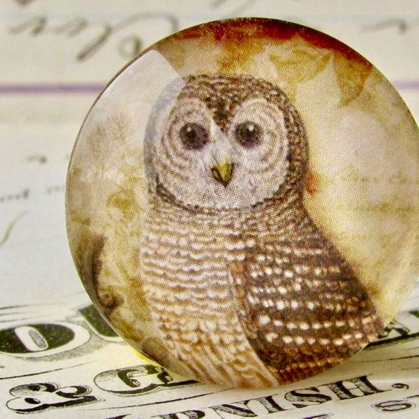 Woodland Owl, Tawny Owl, Barn Owl, 25mm round glass cabochon, brown, wisdom bird, handmade in this shop, Bird Illustration
