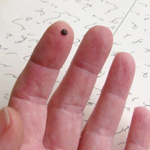 May include: A tiny, dark brown, flower-shaped object rests on a fingertip. The object is in sharp focus, showcasing its intricate details. The background features handwritten notes on aged paper, adding a vintage aesthetic.