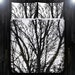 Black Tree Duvet Cover, White Tree Branch Blanket, Black White Bedding, Tree Comforter, Twin XL Queen King Size Daybed Covers 