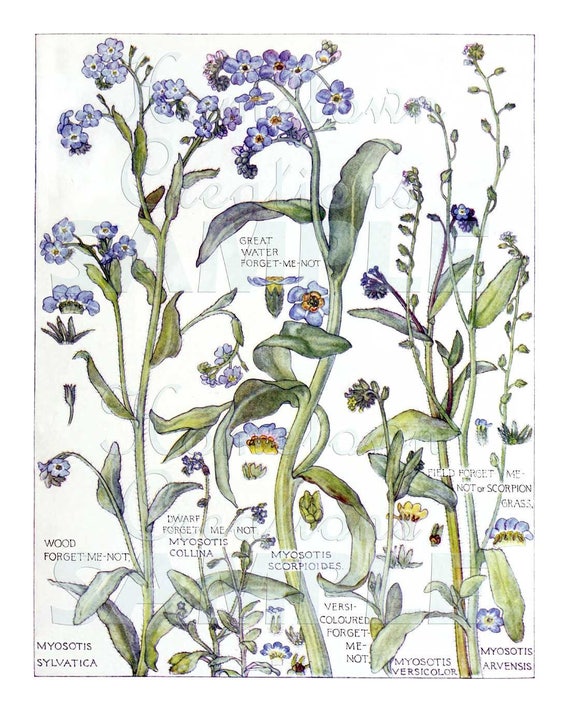 Forget Me Not Flowers Vintage Botanical Art Reproduction Etsy
