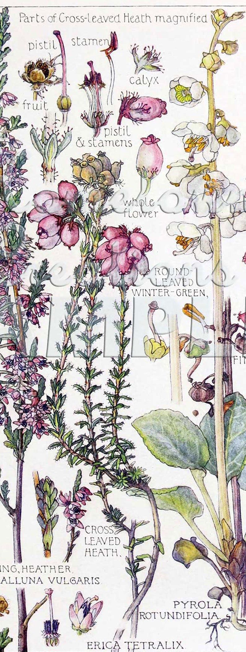 ISABEL ADAMS: Heath Heather Zoom in Vintage Botanical - Etsy