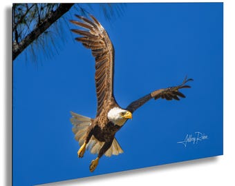 Bald Eagle Photography, Eagle in Flight Print, Soaring Eagle, Bird of Prey Wall Art, Wildlife Nature Print, Coastal Home Decor, Eagle Art