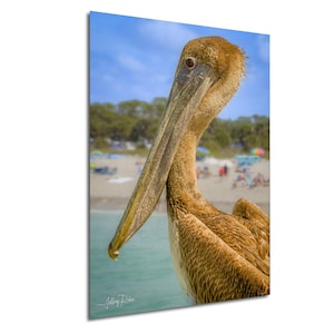 Fotografia di pellicani bruni, fotografia di uccelli, decorazioni costiere, foto di pellicani, foto di uccelli marini, stampe naturalistiche, decorazioni per la casa sulla spiaggia, arte murale appesa