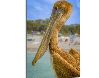 Brun pelikanfotografi, fågelfotografi, kustdekor, pelikanfoto, sjöfågelfoto, naturtryck, strandheminredning, hängande väggkonst