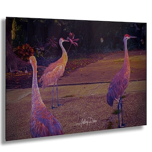 Fotografia di gru canadese, foto pittorica di gru canadese, fotografia di uccelli, stampa naturalistica, arte delle gru, arte murale appesa, arredamento per la casa in stile costiero