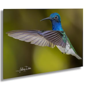 May include: A blue, green, and white hummingbird with its wings spread wide in flight. The bird is in focus against a blurred green and yellow background.