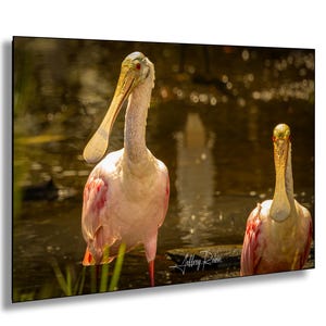 Fotografia di spatole rosate, spatole rosate in acqua, foto di uccelli, decorazioni costiere, regalo per gli amanti delle spatole, stampa naturalistica, decorazioni tropicali